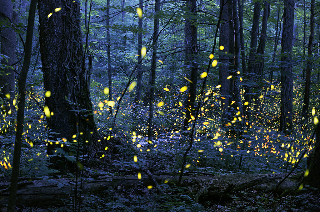 Flashing fireflies and the complexity of out-of-sync networks