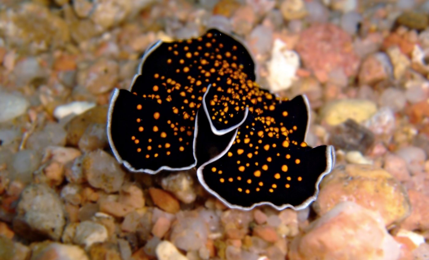 Studying sea slug movement could help develop energy-efficient robots