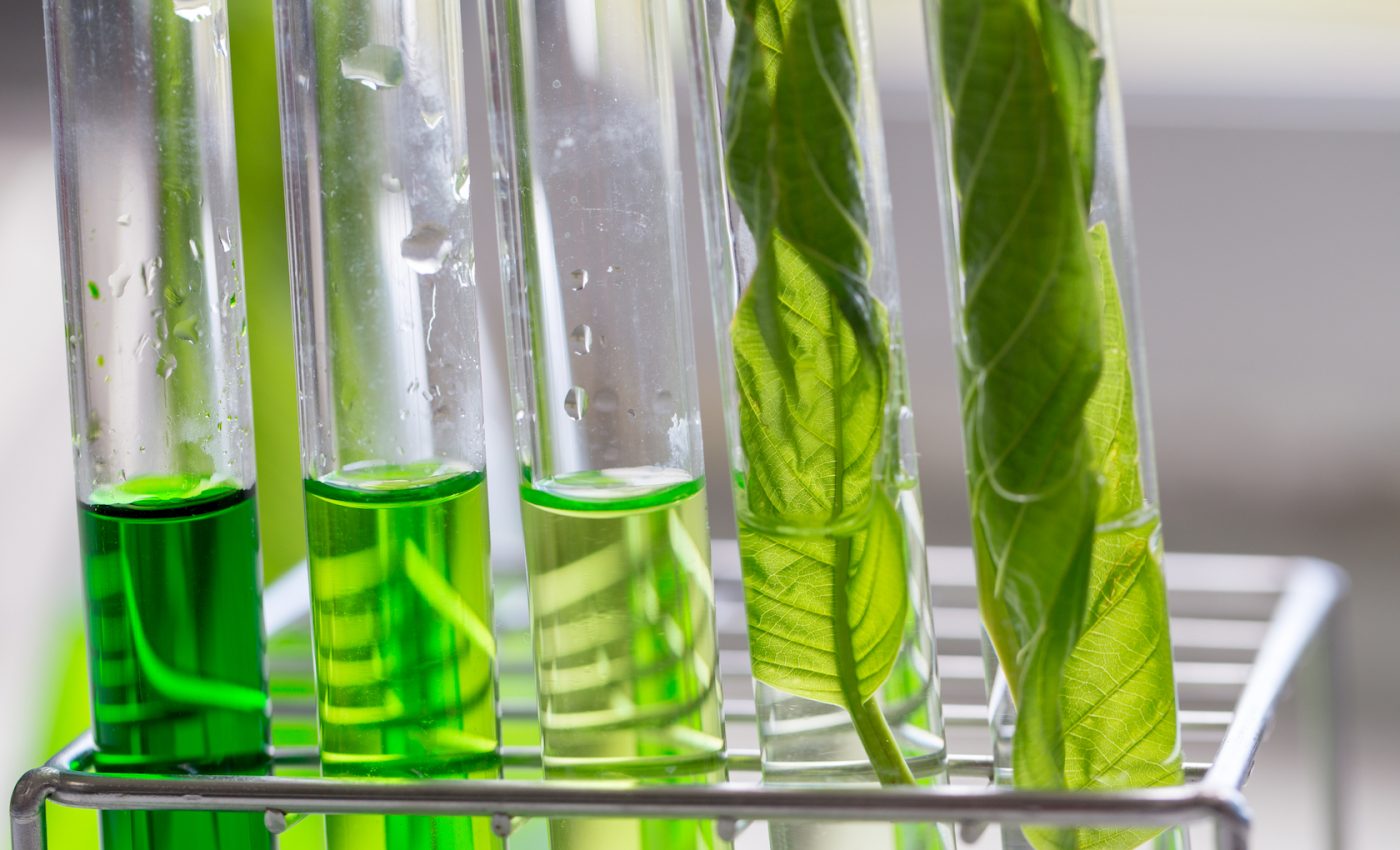New discovery could pave the way for a plant-based