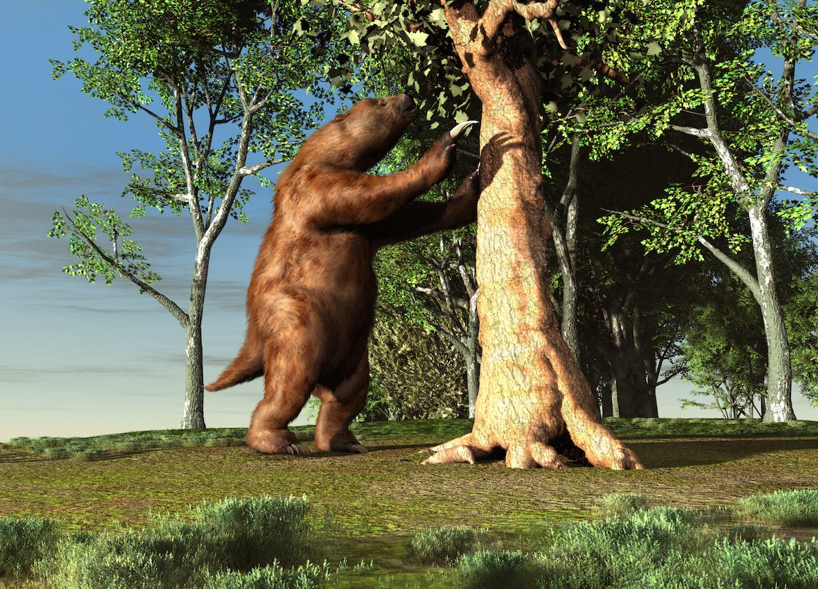 Humans were most likely involved in the extinction of megafauna