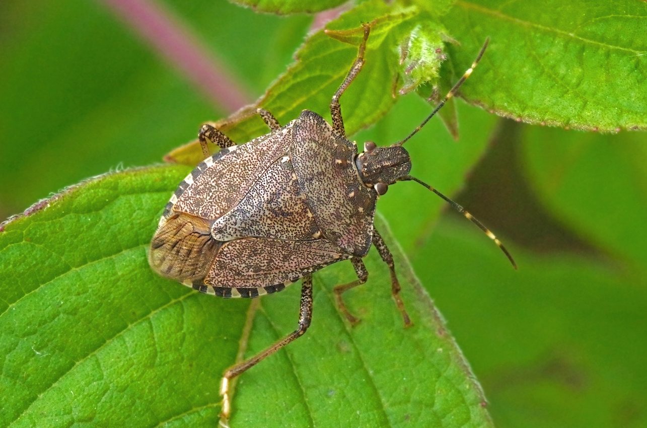 Warmer temps have led to a rise in stink bugs in the US and Europe