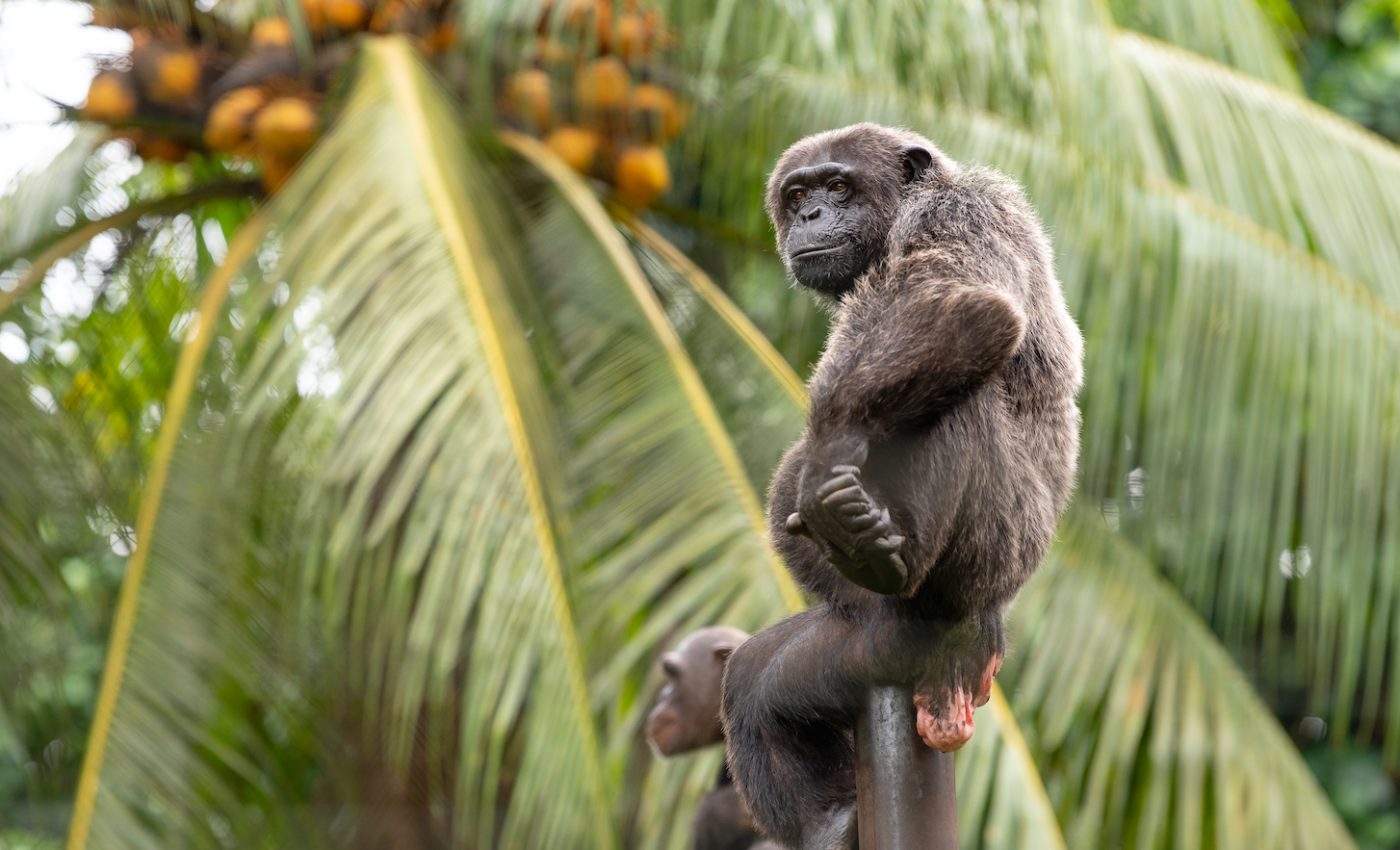 National parks provide a safe habitat for endangered species