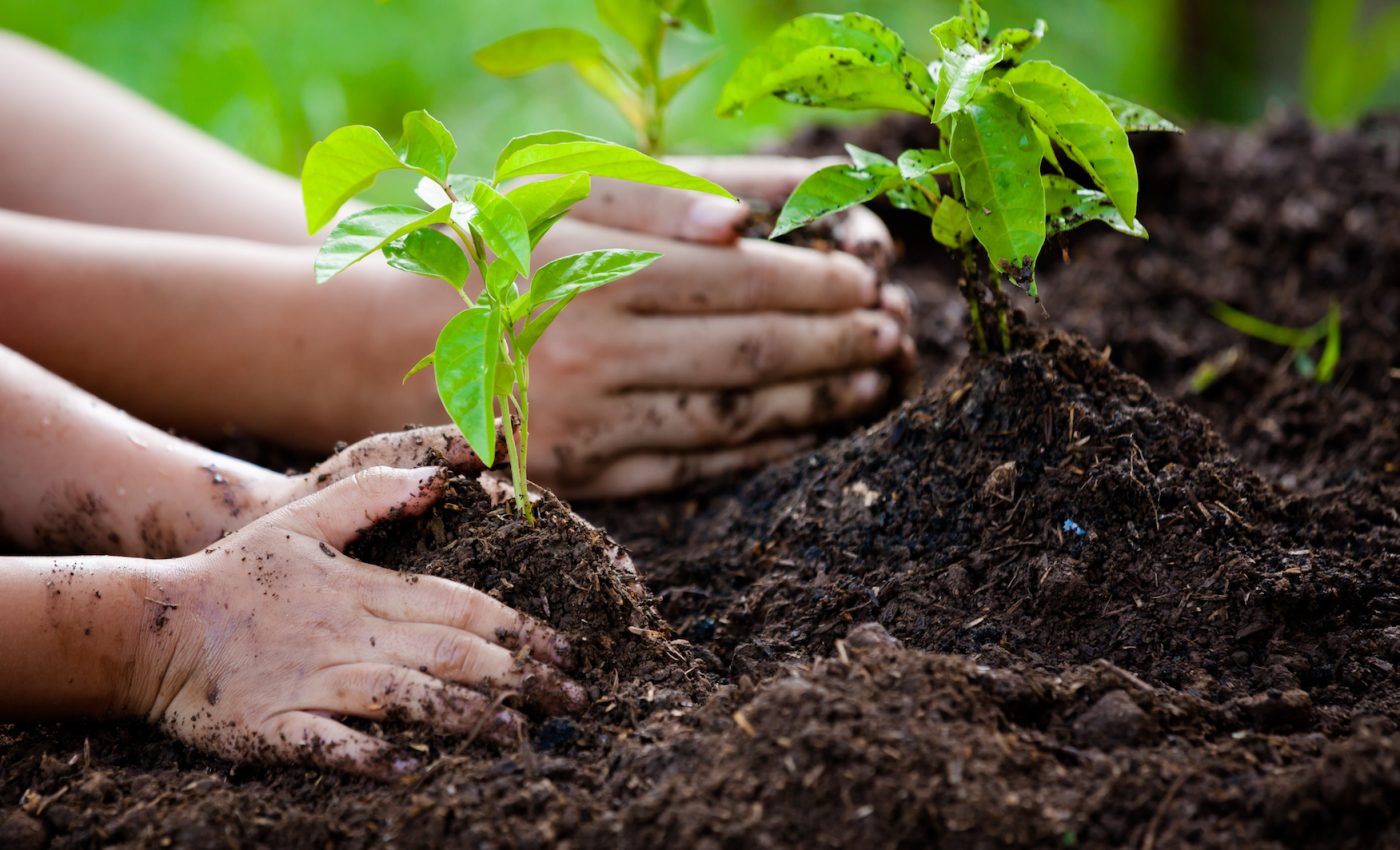 Planting trees won’t solve global warming, but it can certainly help