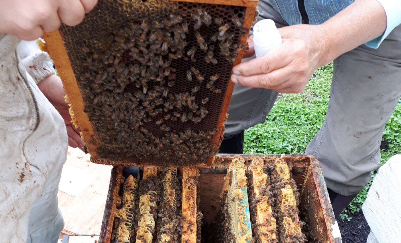 Honey from city bees can be used to trace environmental pollutants