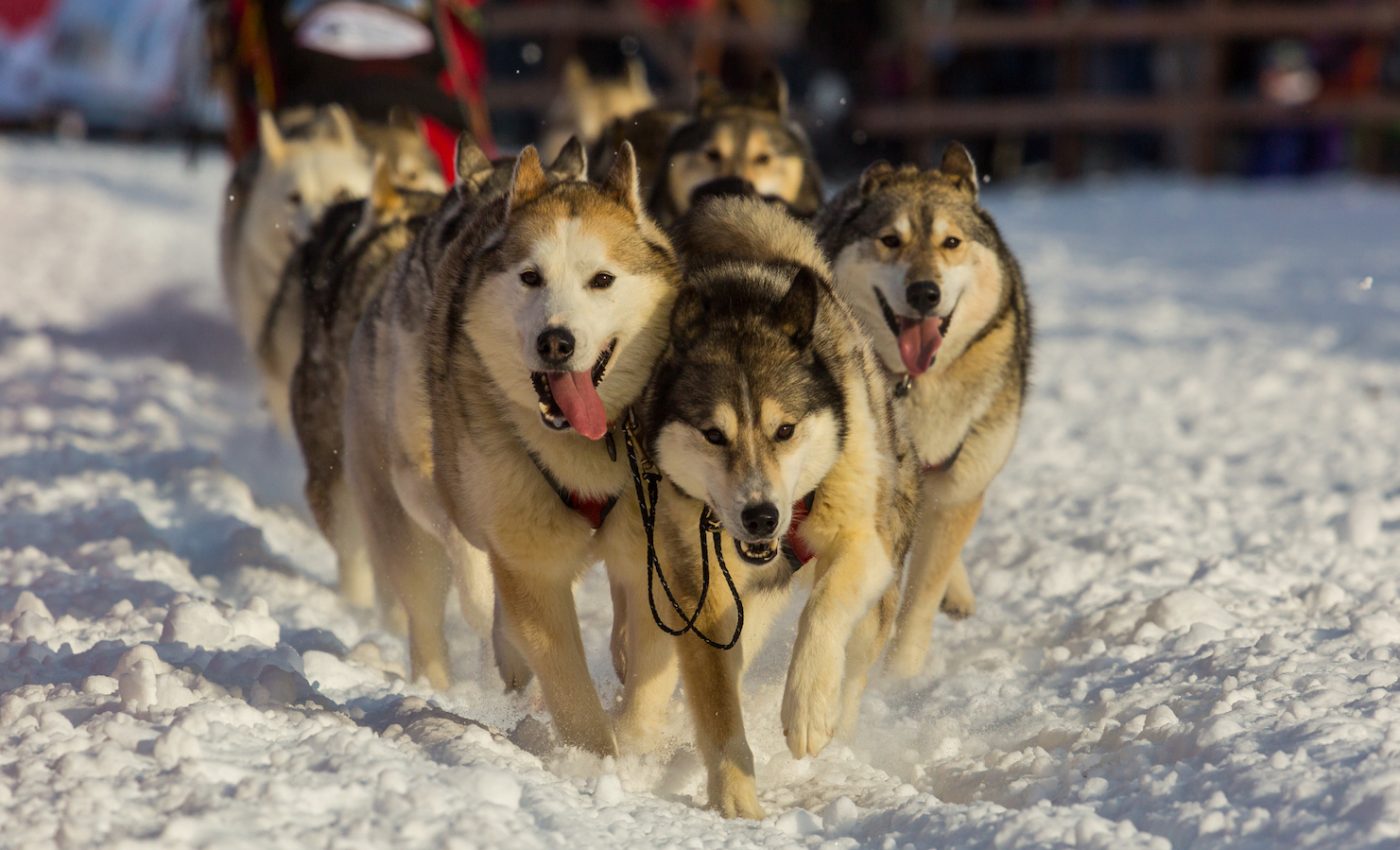 Women in the Iditarod and the treatment of racing dogs