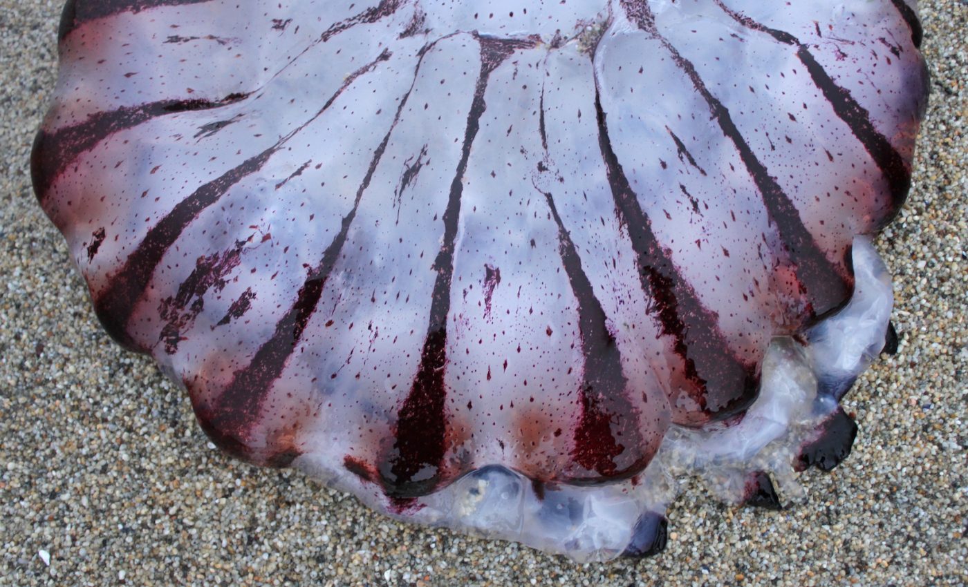 Marine heatwave pushed unprecedented number of species northward