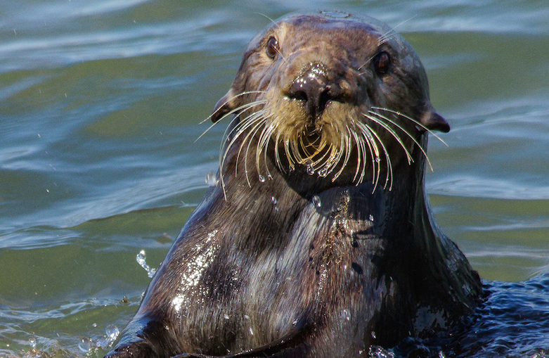 Sea otters leave a distinct pattern across rocks they use as tools