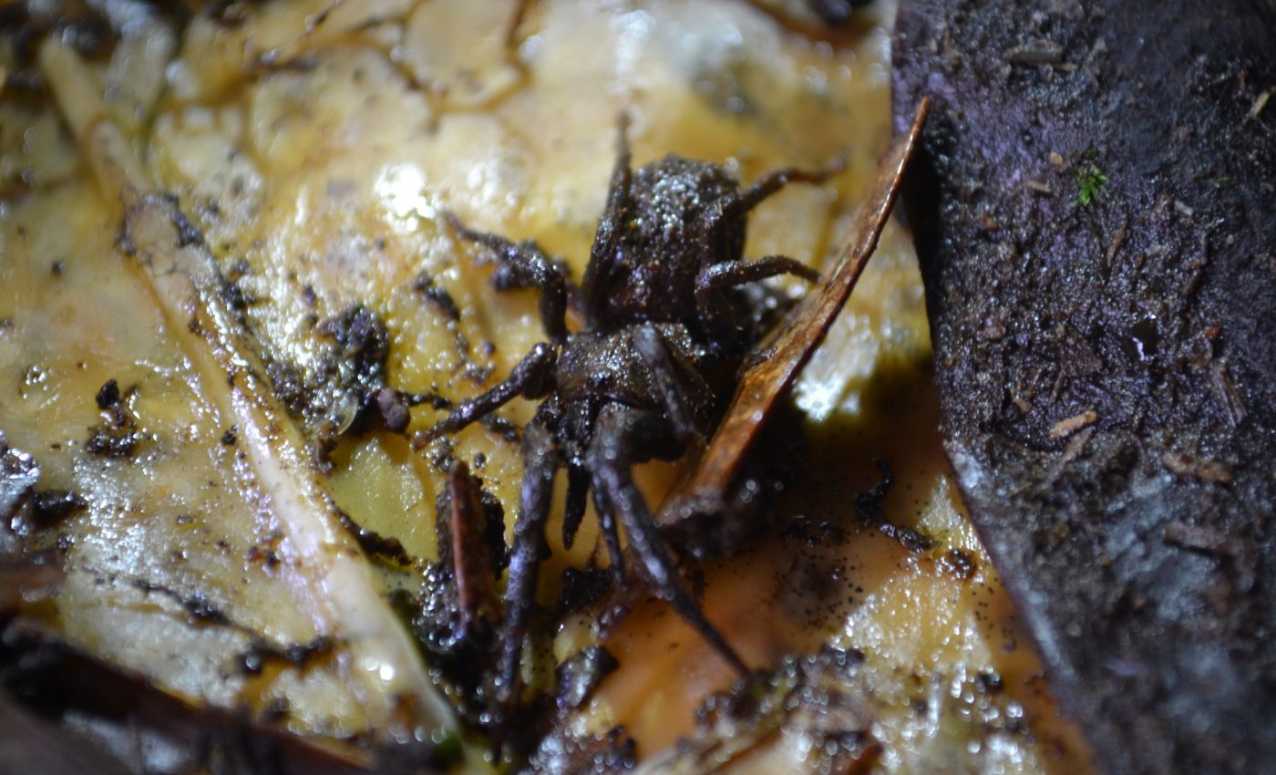 New genus of Colombian spiders named after Star Wars Stormtroopers