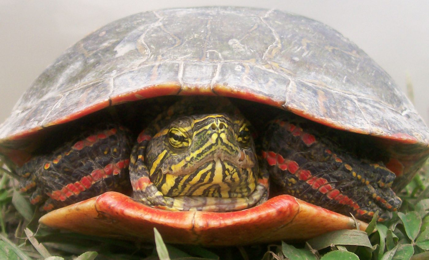Warming temperatures may mean fewer and fewer male painted turtles