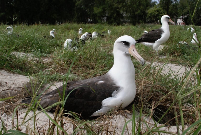 The oldest known wild albatross becomes a mother again