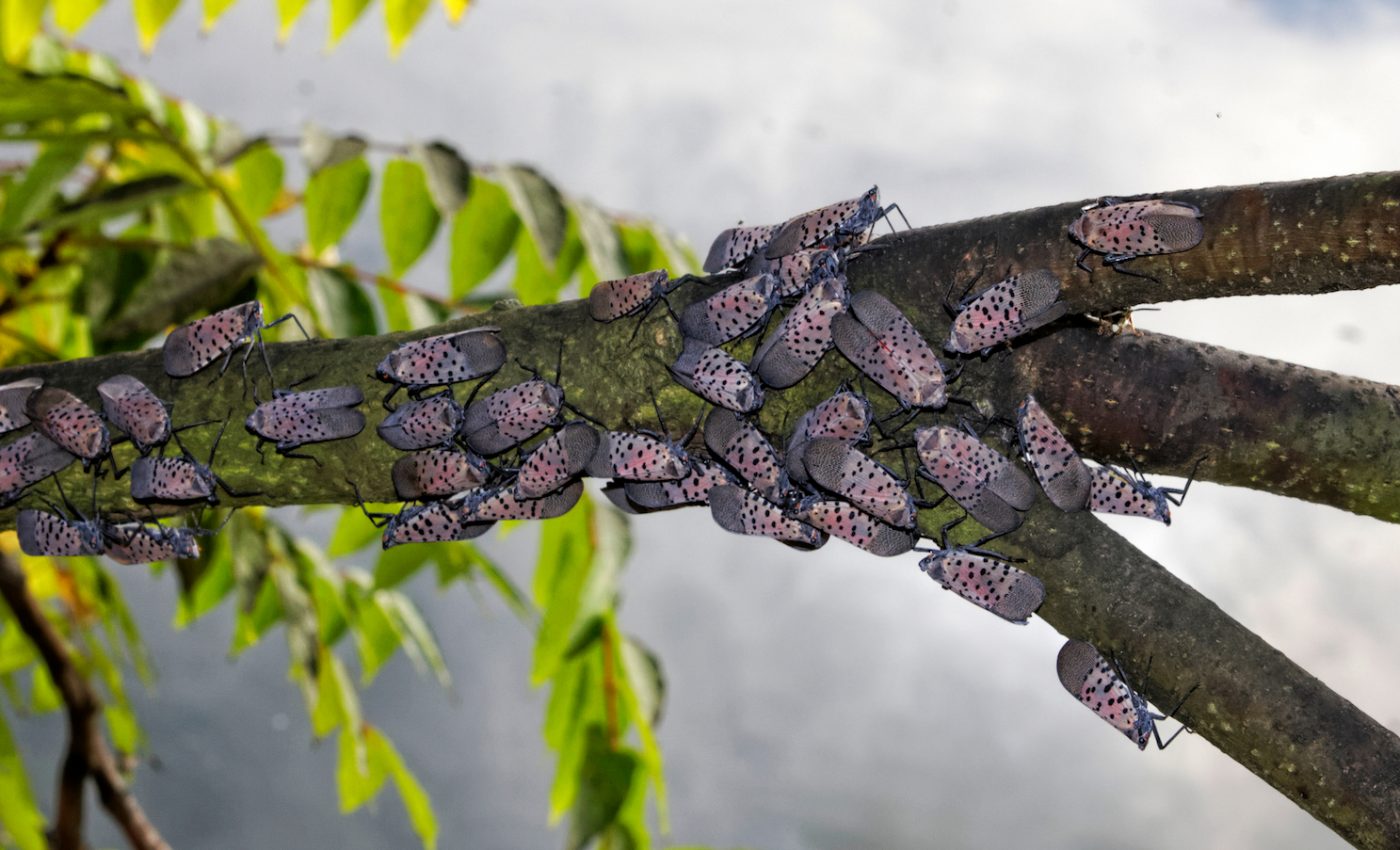 Rising shipping traffic may lead to more widespread invasive species