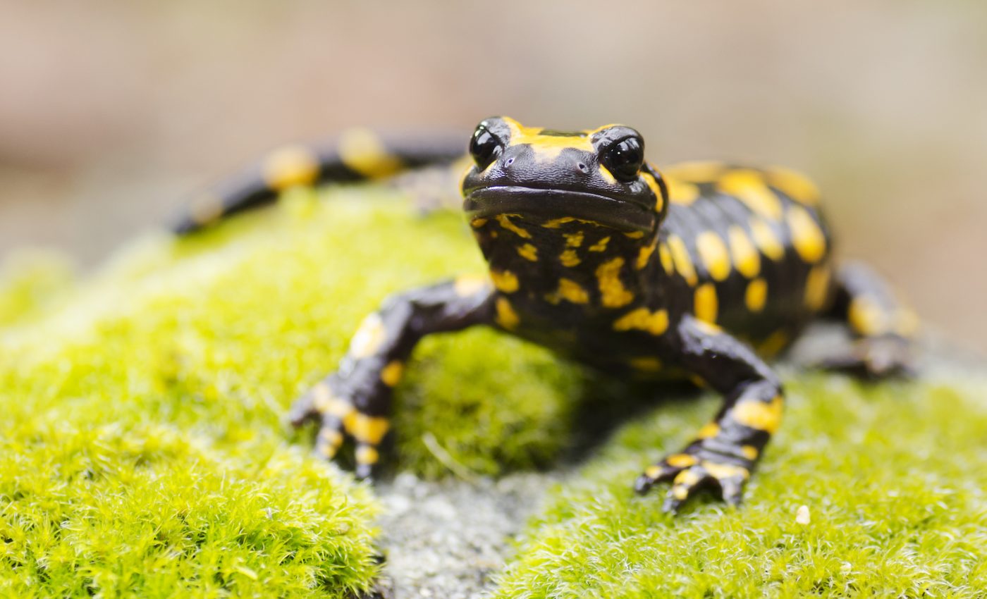 Scientists discover the genetic control switch for limb regeneration