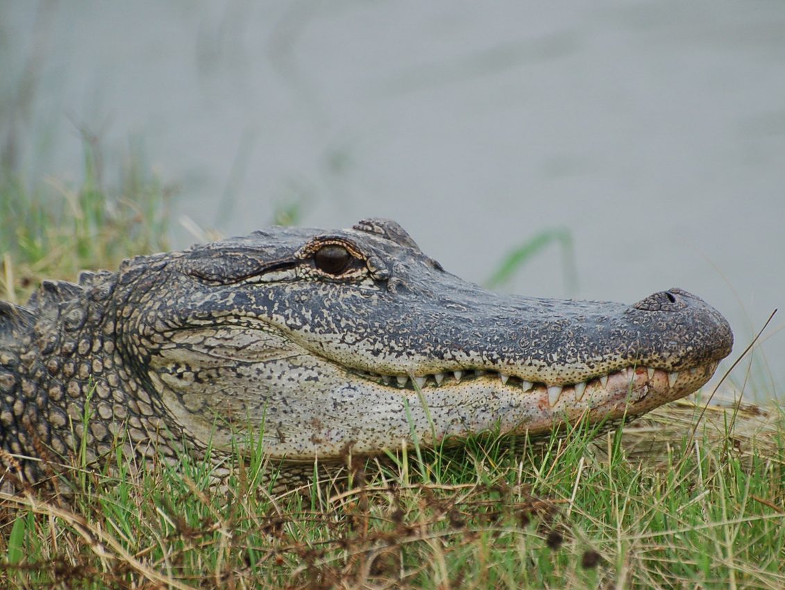 Alligators and birds have similar hearing thanks to dinosaur ancestors