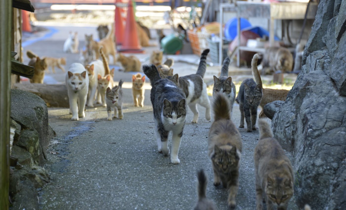 The complex relationship between outdoor cats and tourism