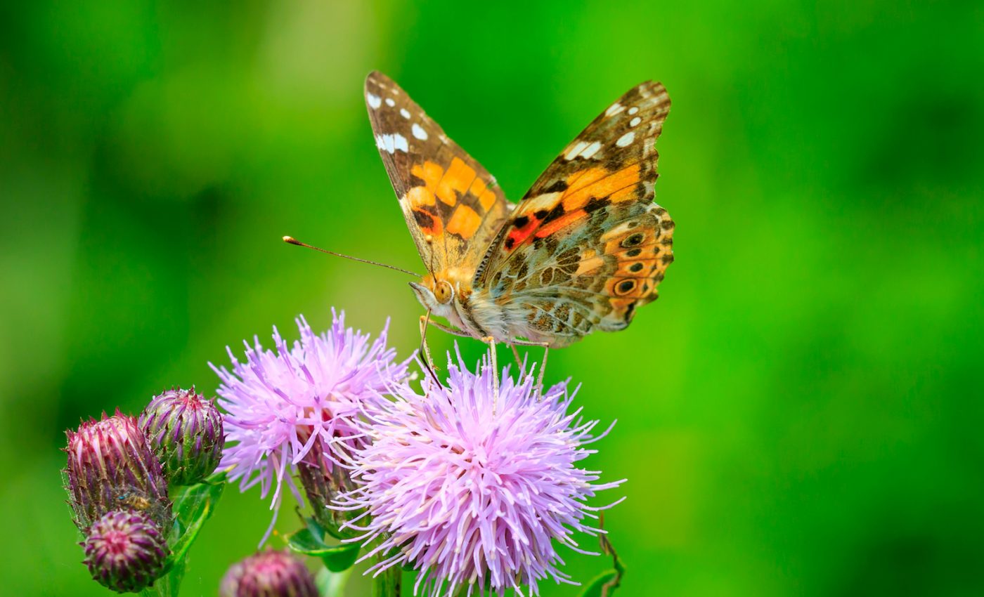 Millions of orange butterflies are speeding across Southern California