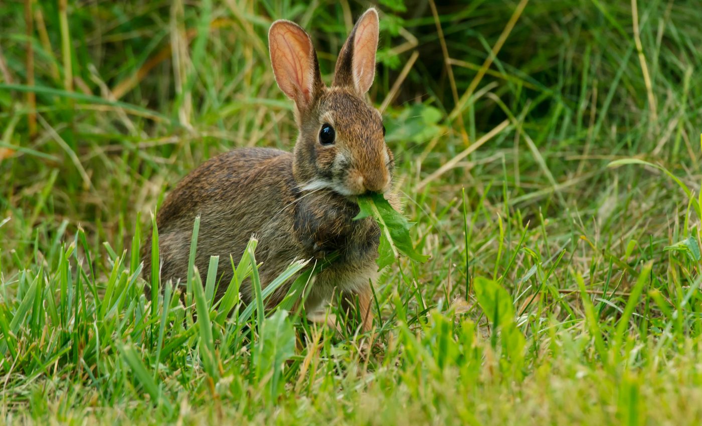 Rabbits prefer eating plants that are packed with DNA