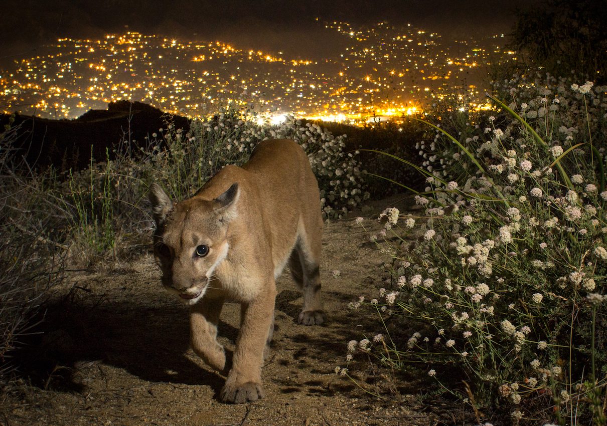 Southern California mountain lions at risk of extinction within 50 years