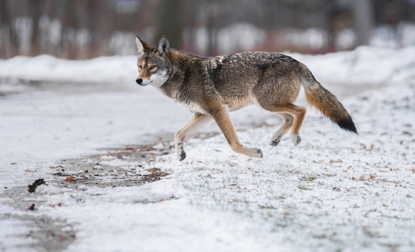 The spread of coyotes in the eastern US hasn’t affected deer numbers
