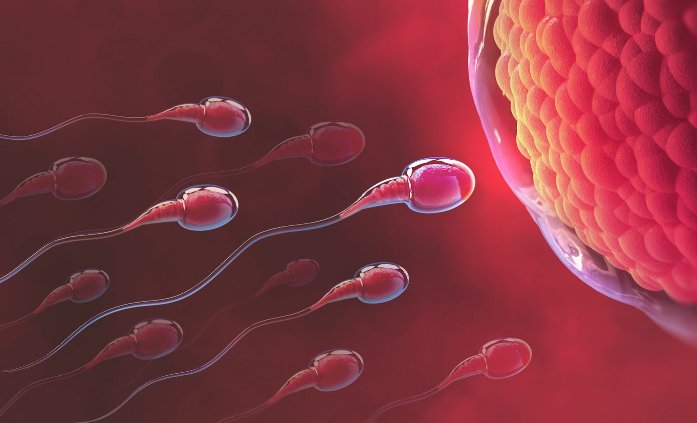 Sperm evolved reinforced tails for swimming strength and stability