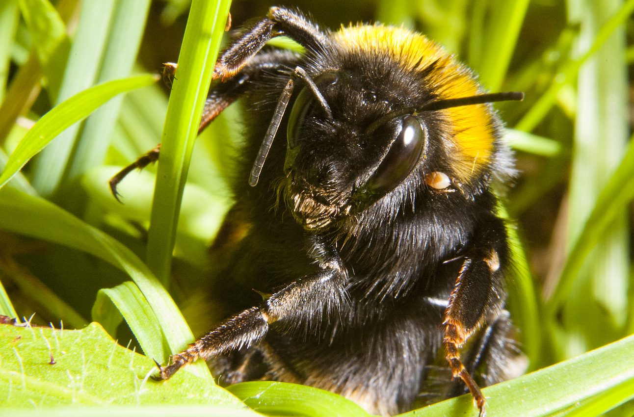 Queen bumblebees spend most of their time resting after hibernation
