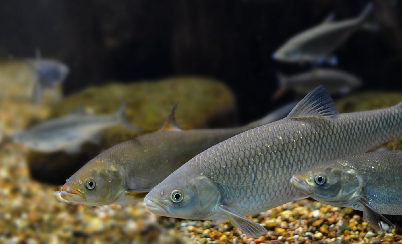 Invasive lake trout are impacting an entire Yellowstone lake ecosystem