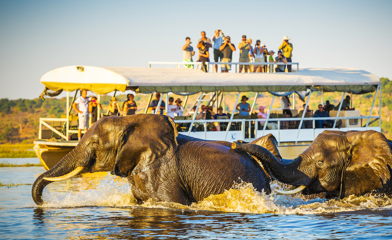 More tourists can cause anxiety and aggressive behavior in elephants