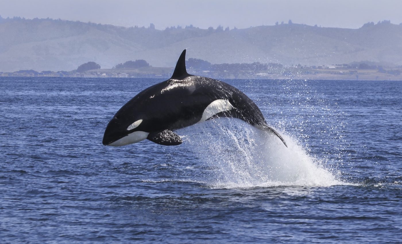 Orcas spotted off the coast of Chile could be a new species