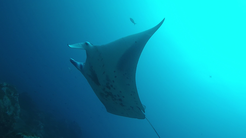 Pregnant reef manta ray spotted thousands of miles from its habitat
