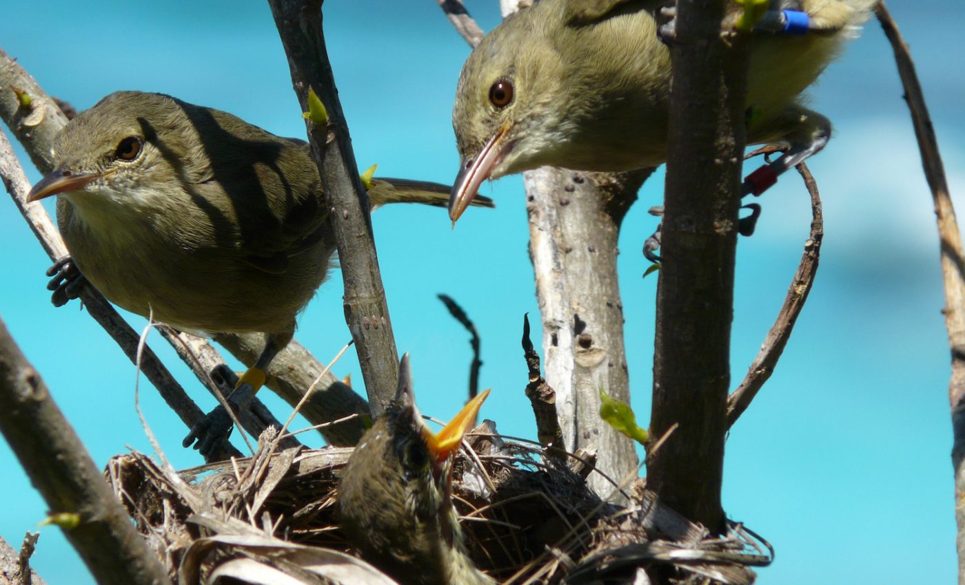 Female birds live longer lives when they have help raising the kids
