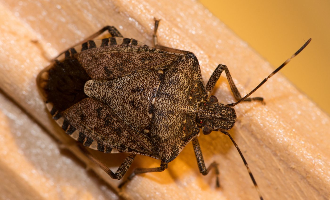 Where did all of these stink bugs come from?