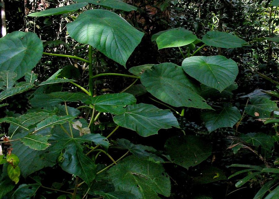 Top 3 Dangerous Jungle Plants