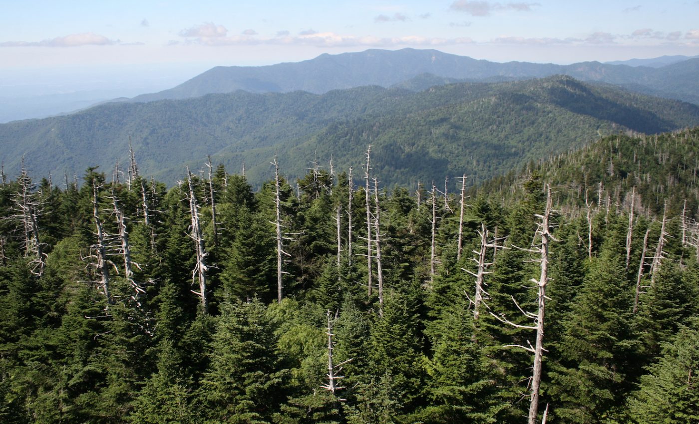 Forests with higher tree diversity also have higher pest diversity