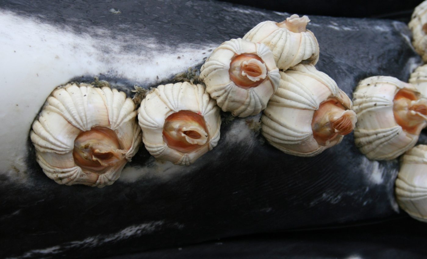 Barnacle fossils reveal secrets of ancient whale migrations