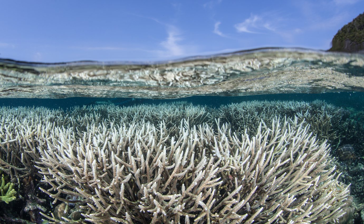 Coral reefs near the equator are less susceptible to bleaching