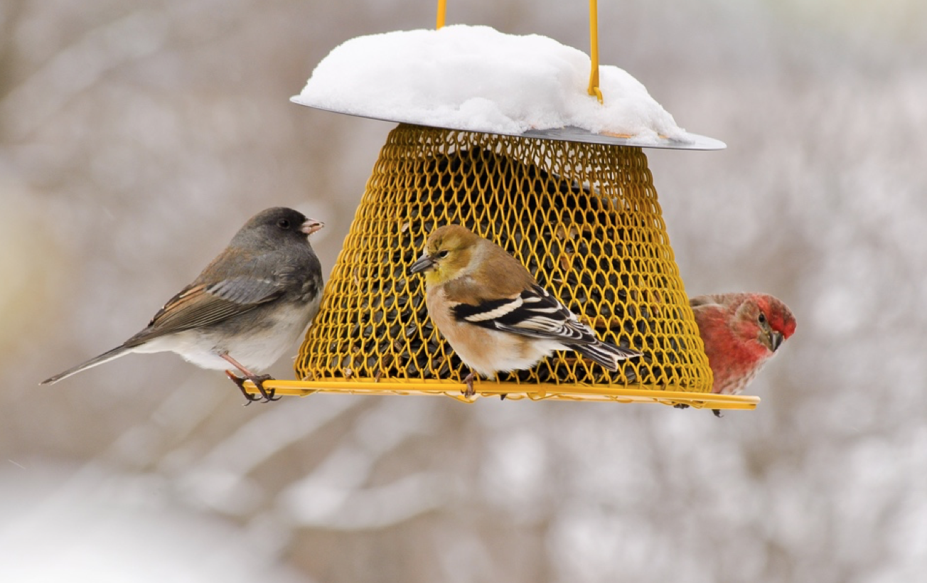 People who feed wild birds have an impact on conservation