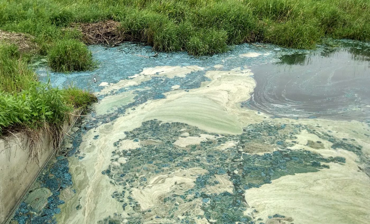 When lakes ‘go green’ it’s bad news for the environment