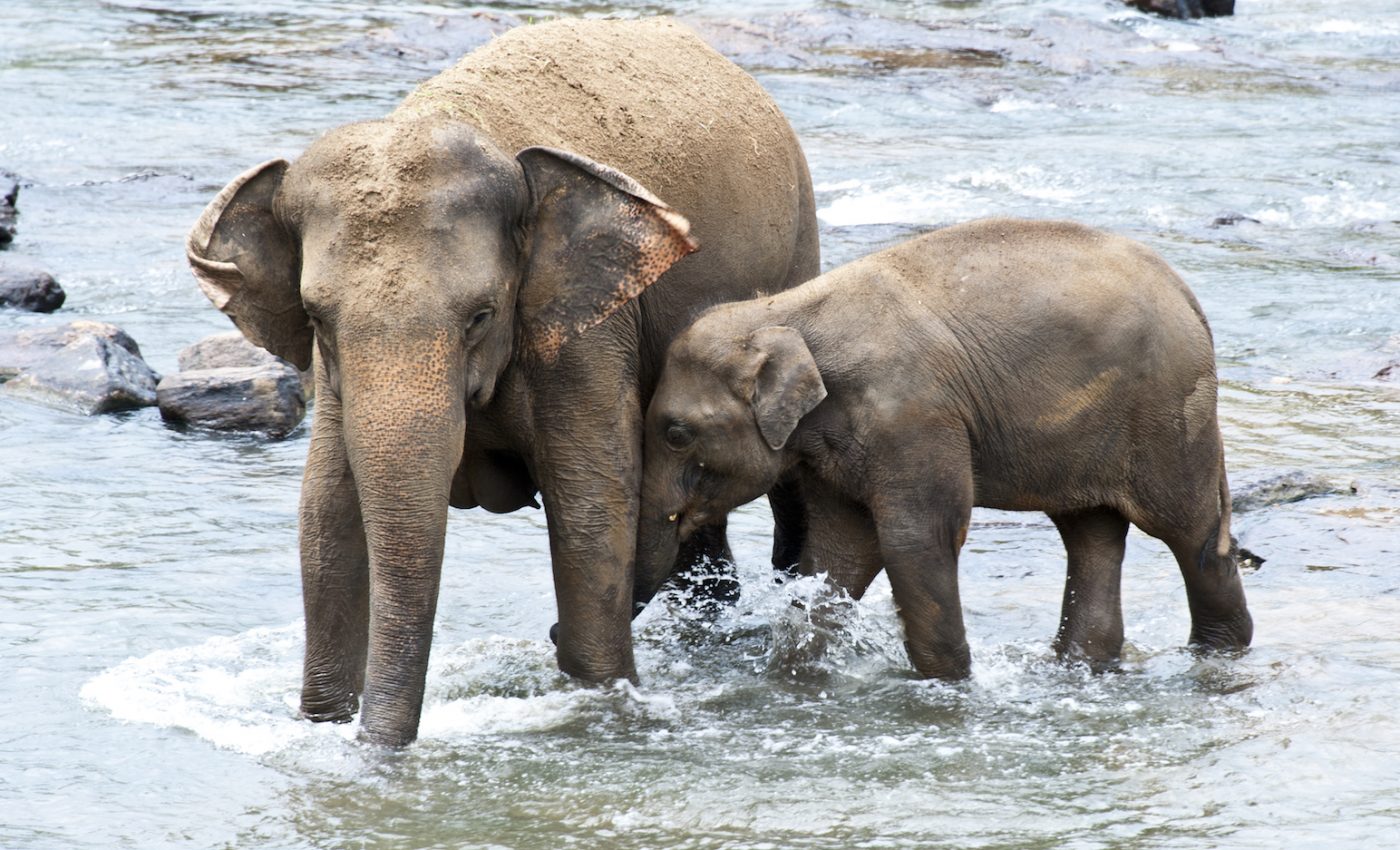 How to boost captive elephant numbers without taking more from the wild?
