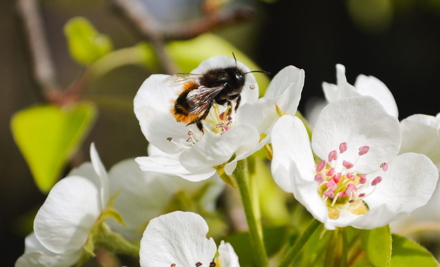 One third of wild bees in the UK are suffering declining populations