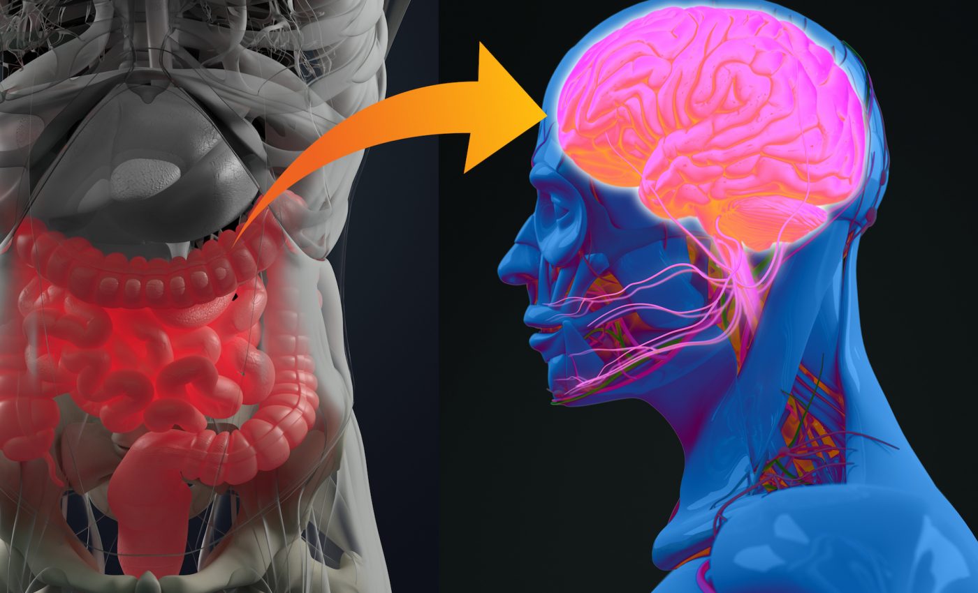 Sensors in the gut help the brain determine if we are hydrated