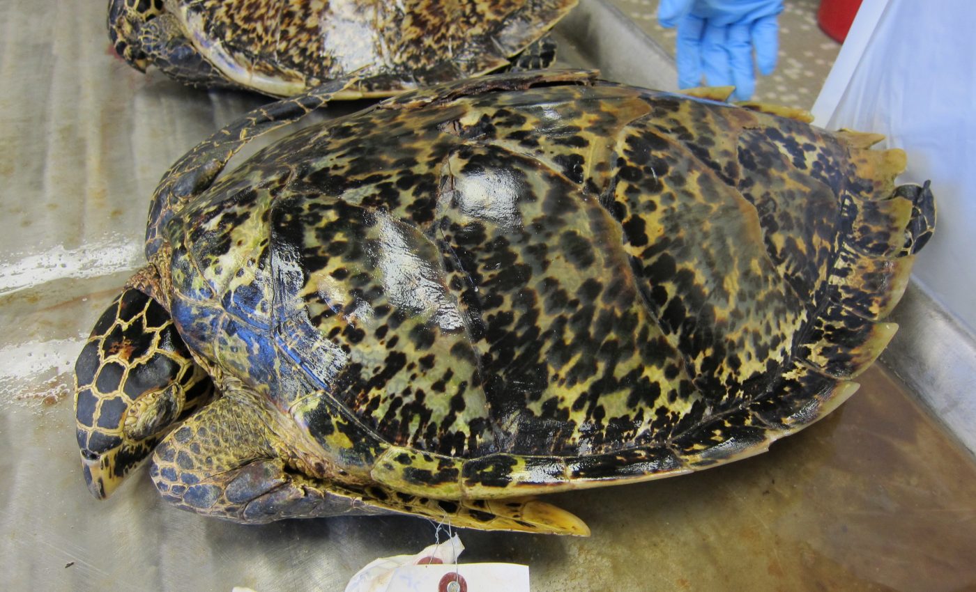 History of tortoiseshell trade sheds light on other illegal trafficking