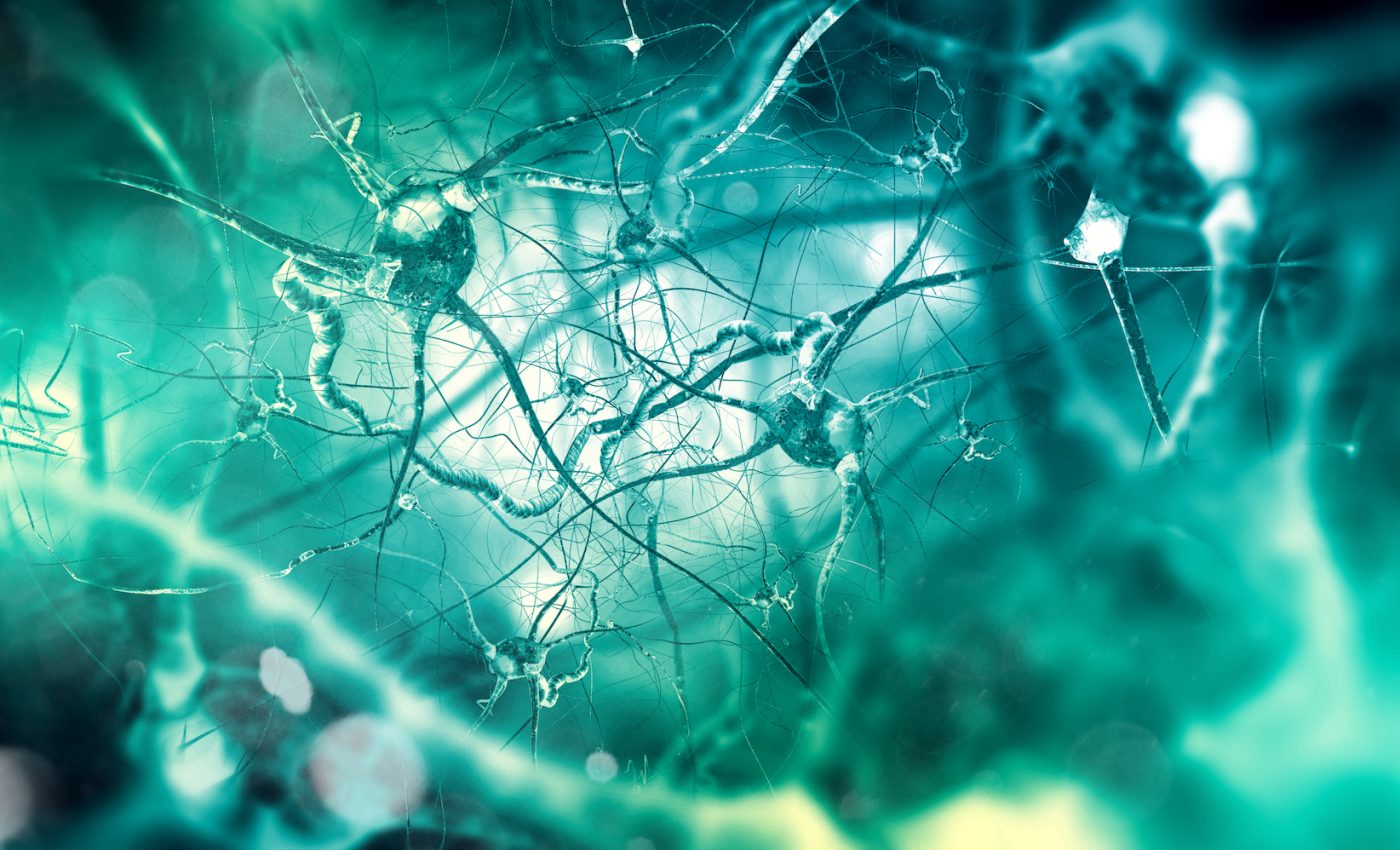 Older adults can still produce new brain cells, research shows