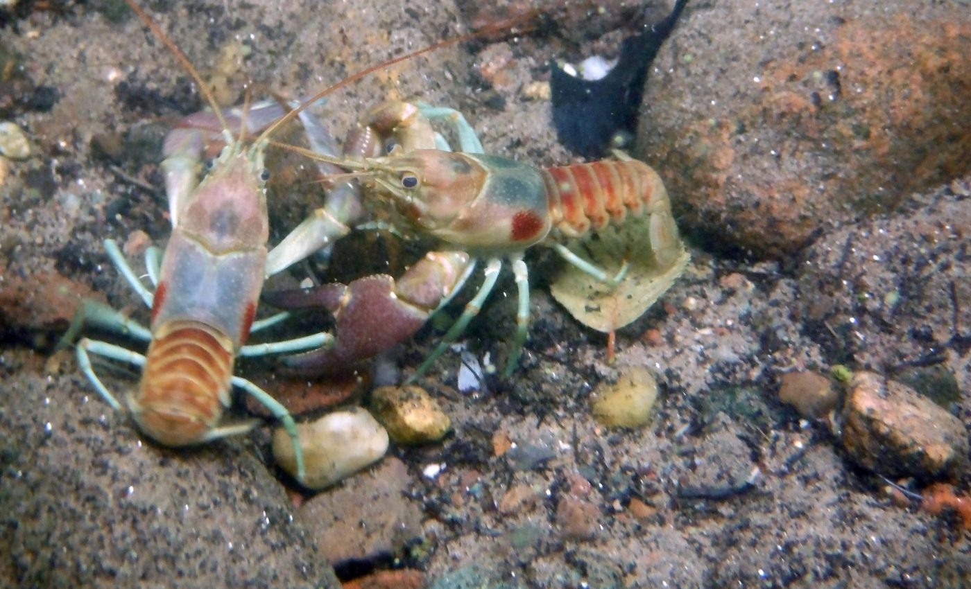 Invasive rusty crayfish may be responsible for their own demise