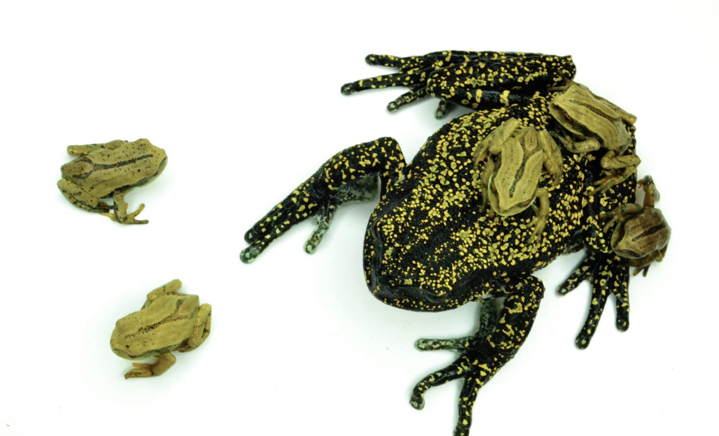 Fungal disease caused global amphibian mass extinction