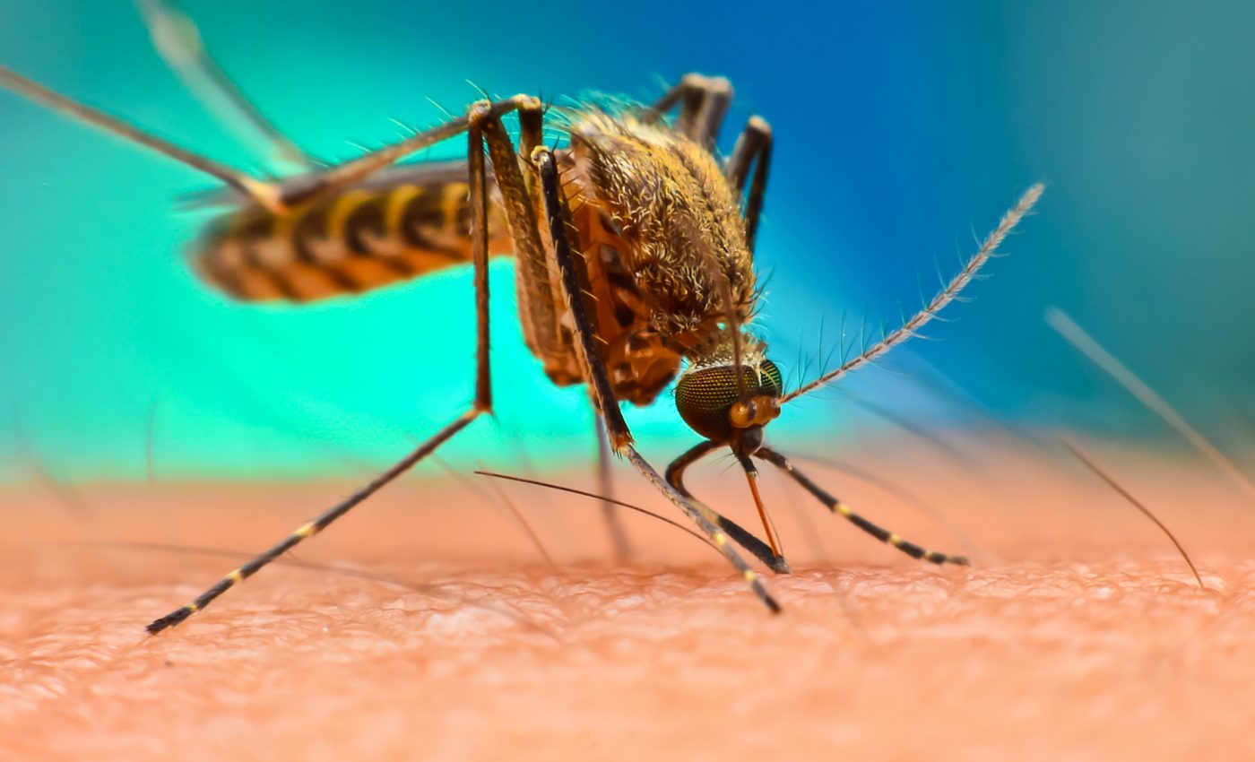 Climate change will expose more people to mosquito-borne viruses