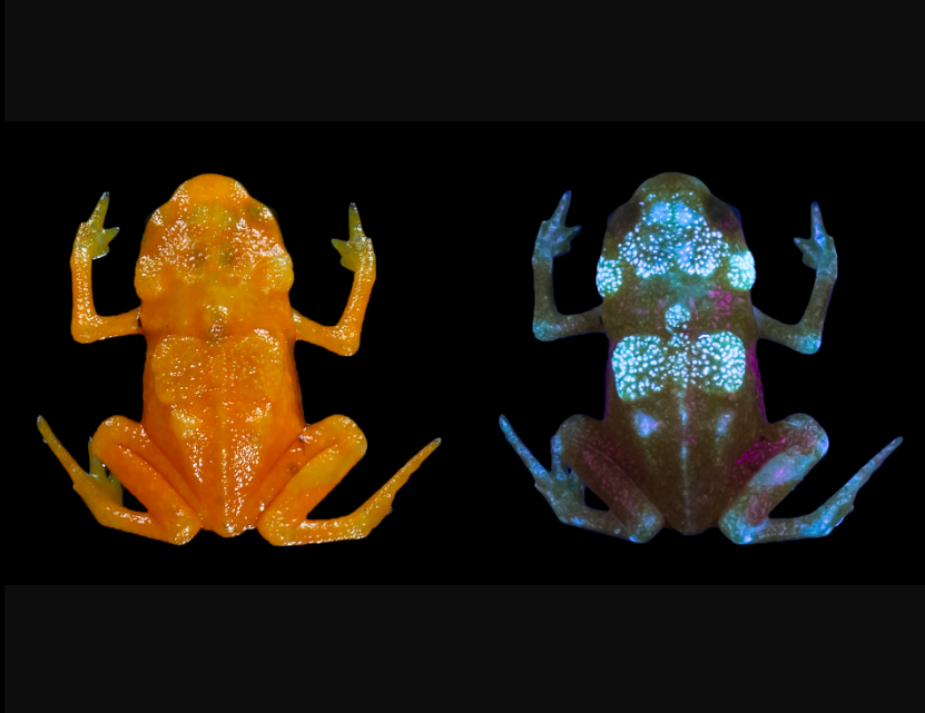 Tiny Brazilian frogs found to exhibit fluorescent patterns