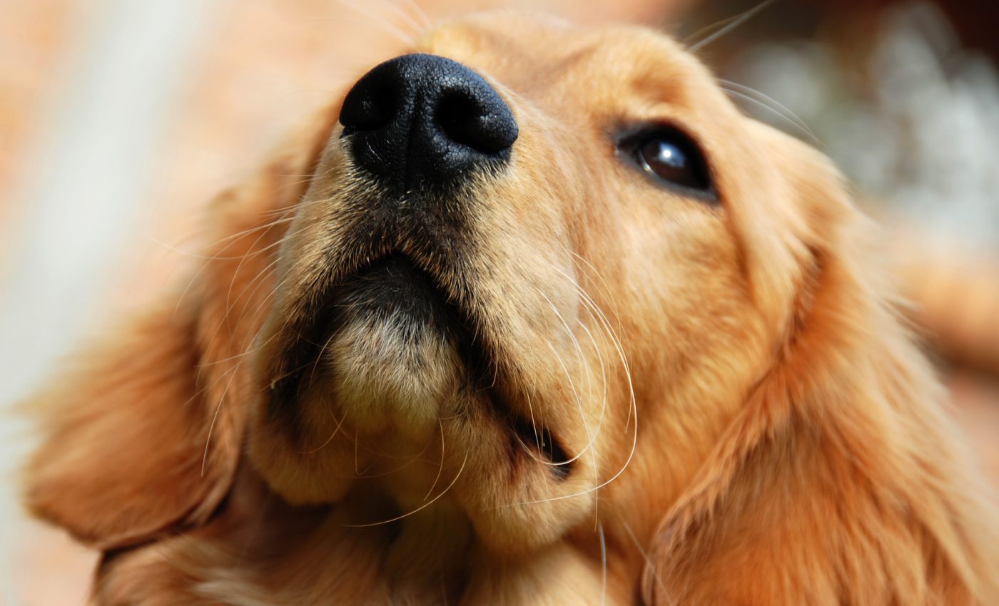 Dogs can detect impending epileptic seizures