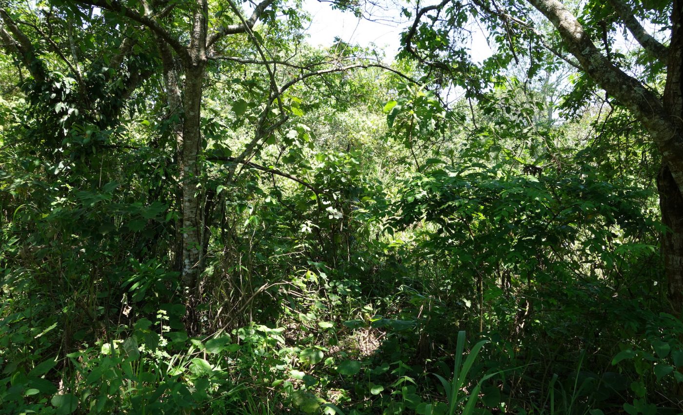 Plans to restore forests must be altered to be effective