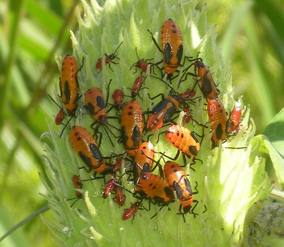 Milkweed bug genome analysis reveals secrets of insect diets