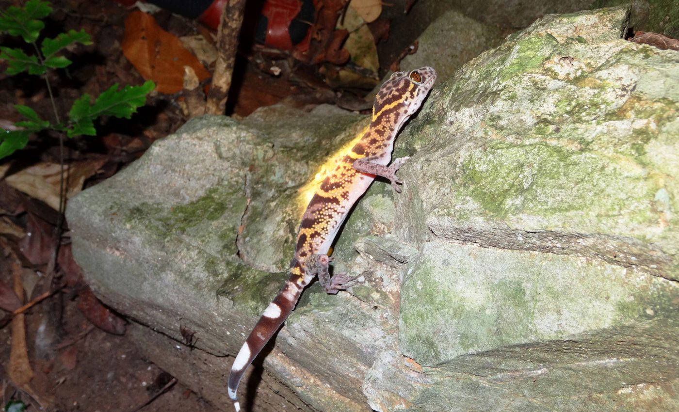 Exotic pet trade may send the tiger gecko into extinction