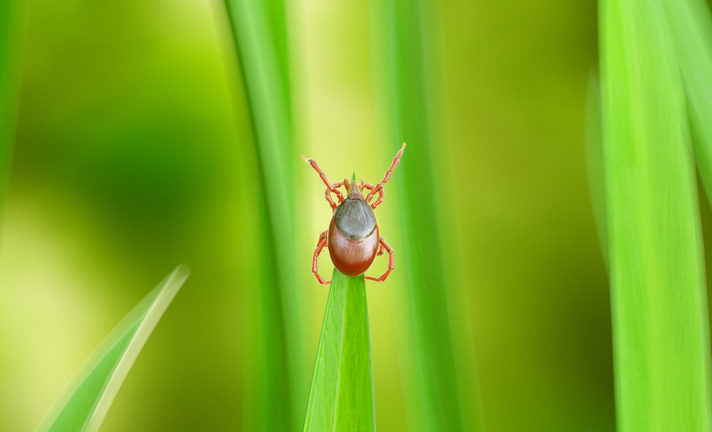 Ticks do not necessarily flock to an unmowed lawn